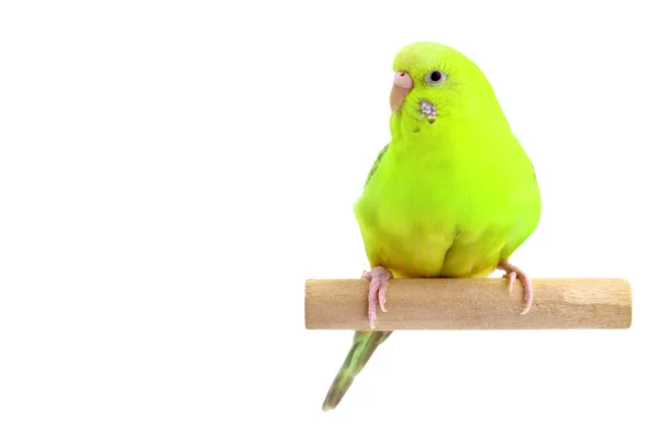 Yellow-green budgerigar — Stock Photo, Image