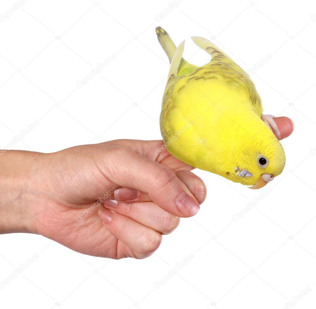 Parakeet (Budgie) perched on finger