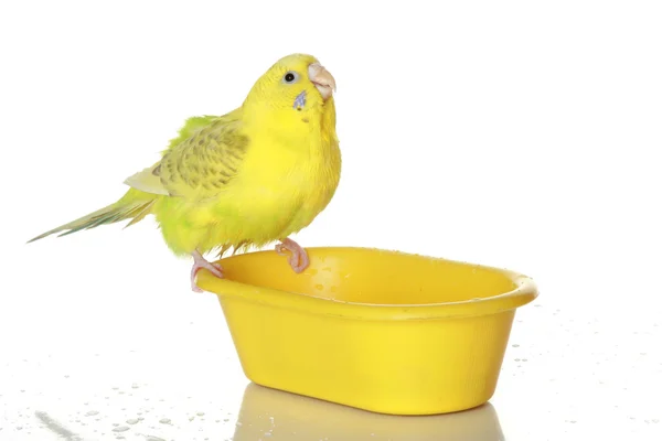Nedves, fürdött papagáj — Stock Fotó