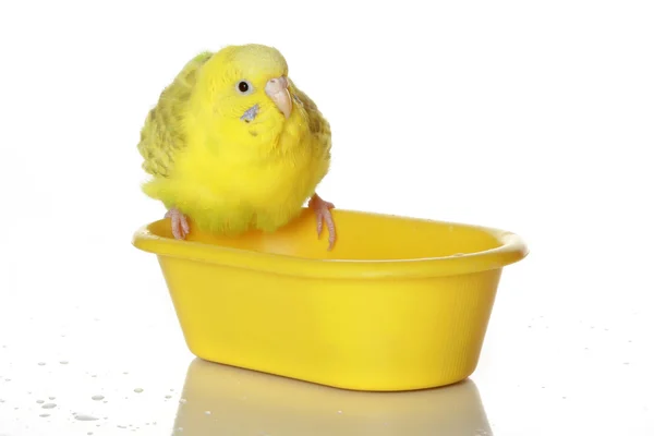 湿、 沐浴鹦鹉 — 图库照片