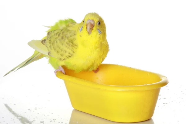 Nedves, fürdött papagáj — Stock Fotó