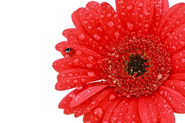 stock image Single red gerbera flower with ladybird