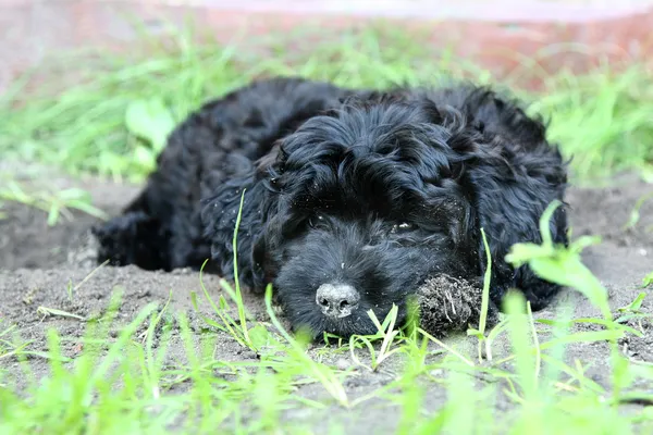 Černý pudl štěně — Stock fotografie