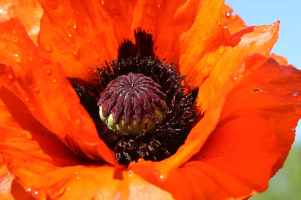 stock image Bright poppy flower