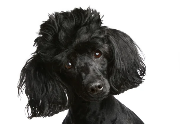 Close-up πορτρέτο poodle — Φωτογραφία Αρχείου