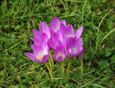 Violet Crocus, Crokus, Krokus clipart