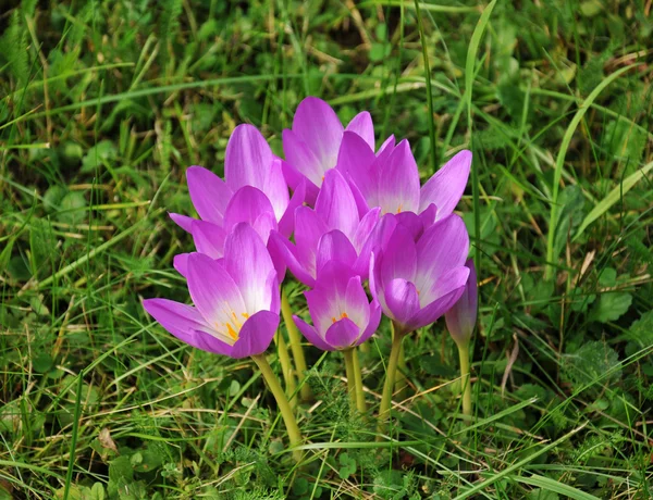 stock image Violet Crocus, Crokus, Krokus