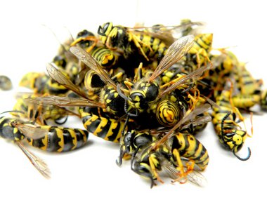 Wasps - redundancies clipart