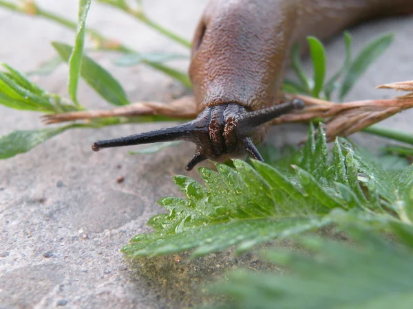 stock image Slug walk