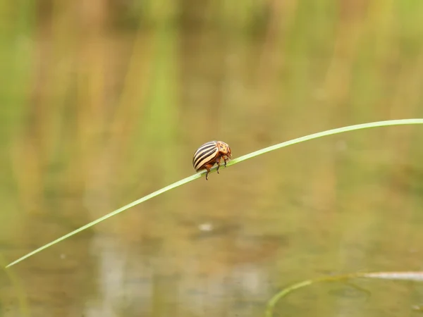 stock image Insect walk