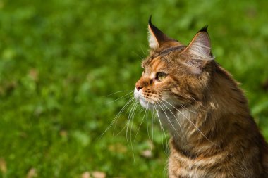 Cat Main-Coon clipart