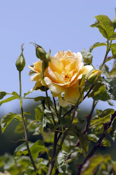 Stock image Yellow rose