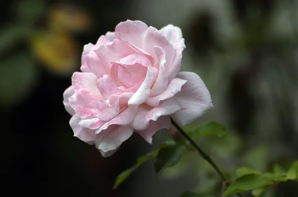 stock image Tea rose