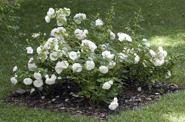 Άσπρα τριαντάφυλλα στο έδαφος Εικόνα Αρχείου