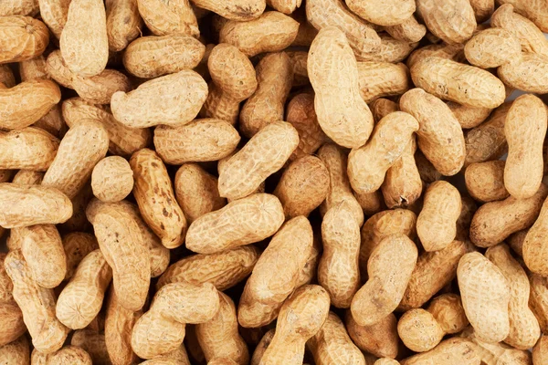 stock image Background from a peanut