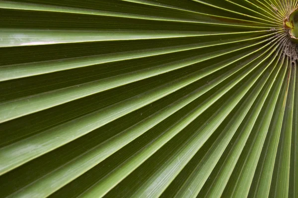 stock image Green leaf background