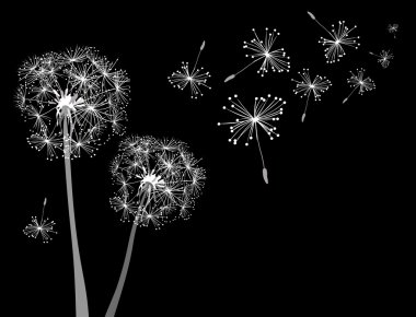 Dandelions clipart