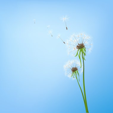 Dandelions clipart