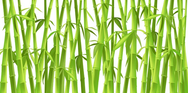 Bambù cinese alberi — Foto Stock