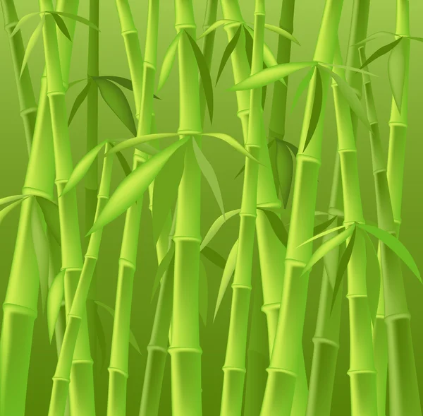 Bambu ağaçları — Stok fotoğraf