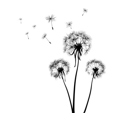 Dandelions clipart