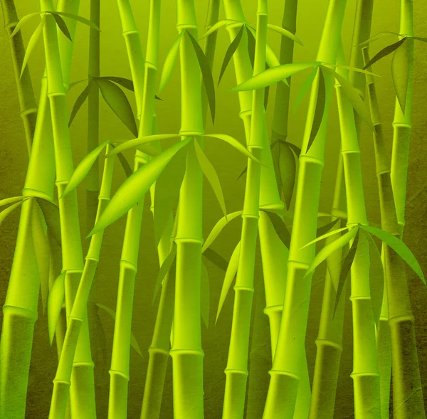 Bambusové stromy — Stock fotografie