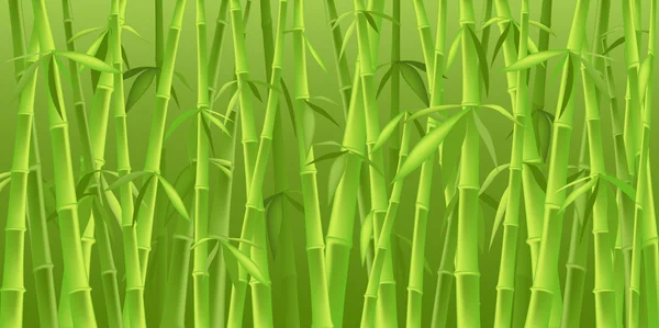 Chinesische Bambusbäume — Stockfoto