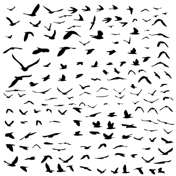 stock image Birds flying