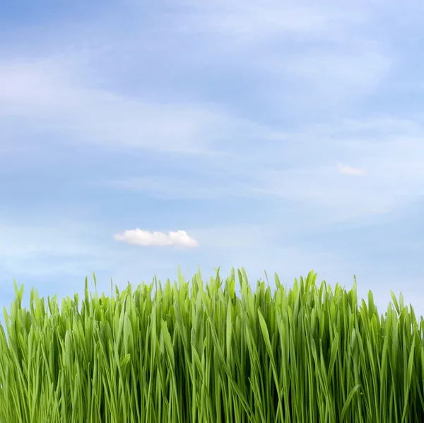 Зелений свіжа трава — стокове фото