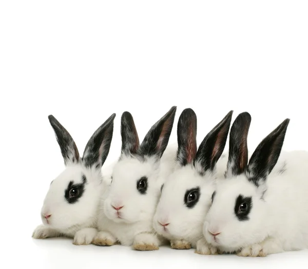Vier schattige konijntjes — Stockfoto