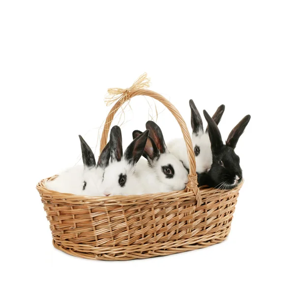 Schattige konijntjes — Stockfoto