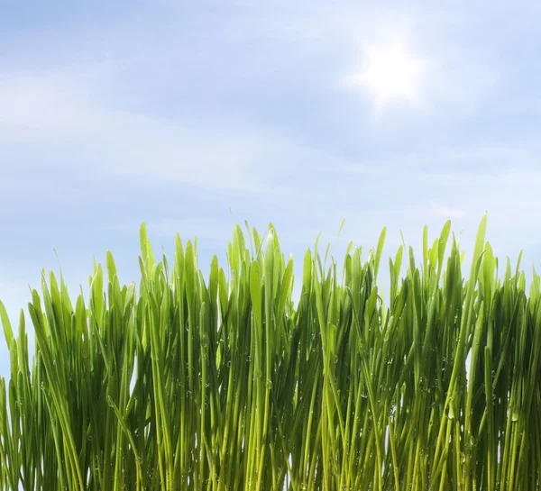 Зеленая свежая трава — стоковое фото