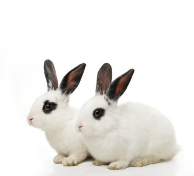 İkiz tavşan