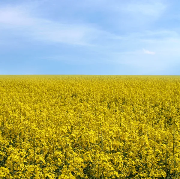 stock image Rape field