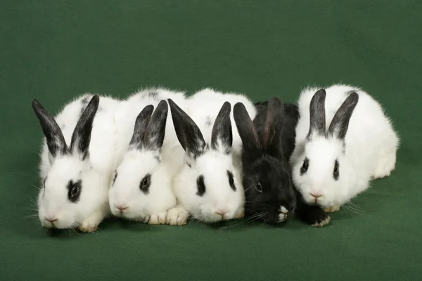 Five rabbits — Stock Photo, Image