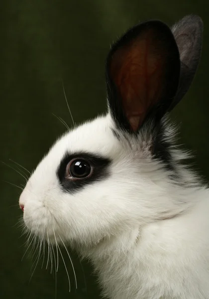 Portrait de lapin — Photo