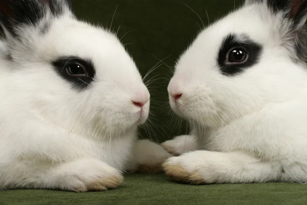 Twin rabbits — Stock Photo, Image