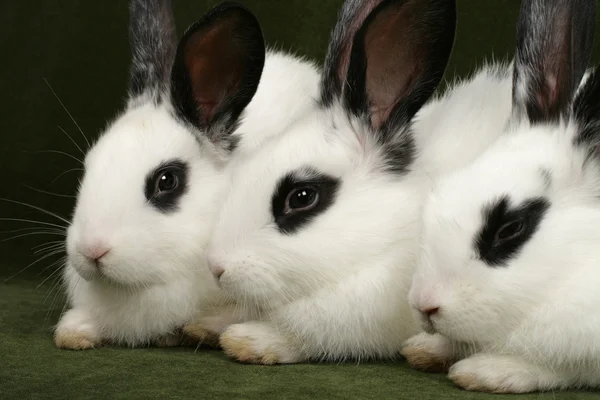 Drie konijnen — Stockfoto