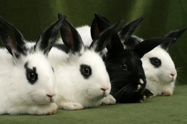 Vier konijnen — Stockfoto