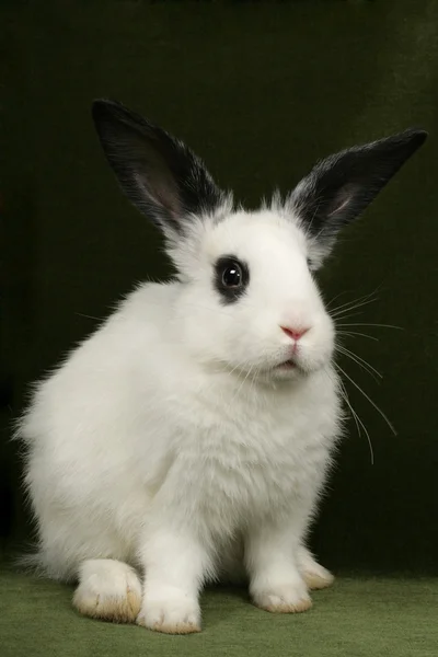 Portrait of a rabbit — Stock Photo, Image
