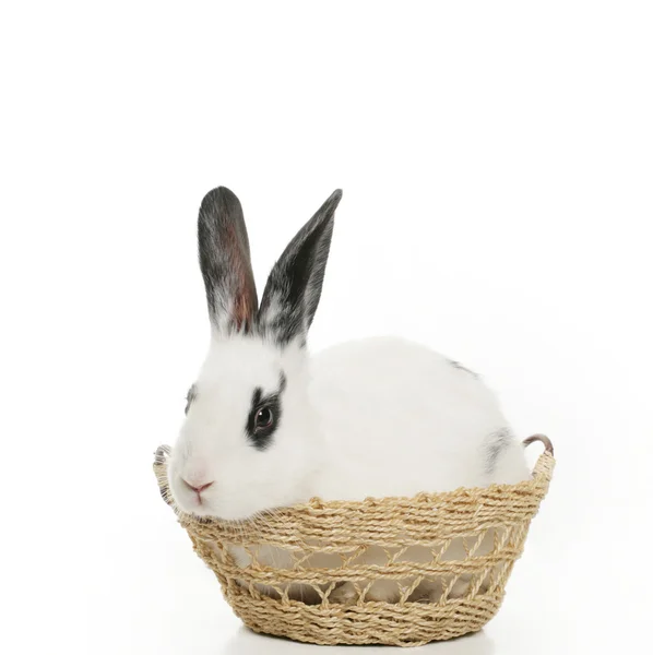 Schattig konijntje — Stockfoto