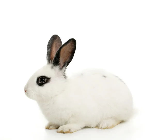 Cute bunny — Stock Photo, Image