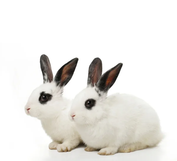 Twin konijnen — Stockfoto