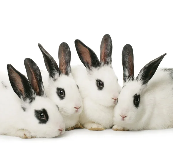 Four rabbits — Stock Photo, Image