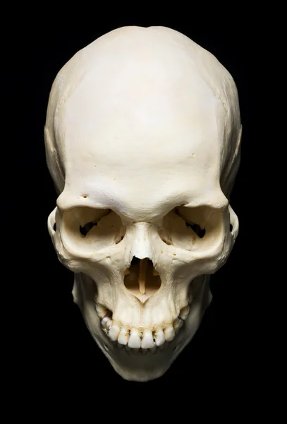 Skull Stock Photo