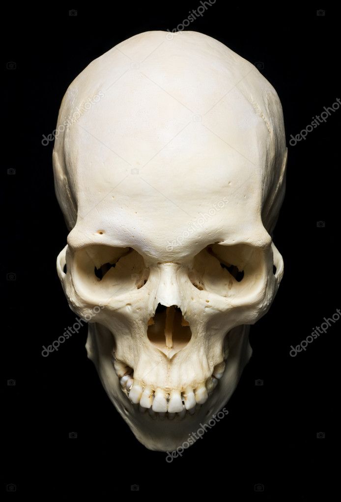 ᐈ A Real Skeleton Stock Pictures Royalty Free Real Human Skull Images Download On Depositphotos