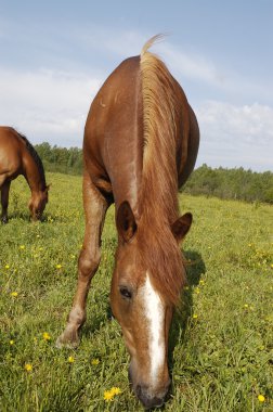 Two brown horses on the field clipart