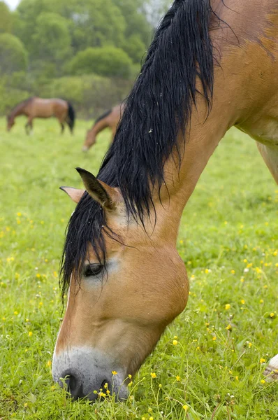 Horses are eating grass on the meadow — Stock Photo, Image