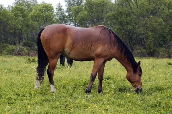 フィールド上の茶色の馬 — ストック写真