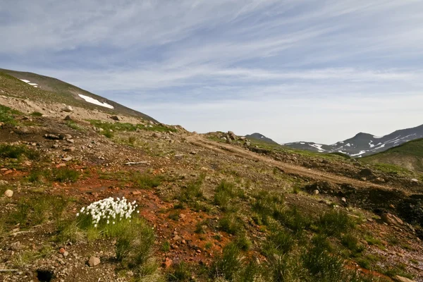 Wildblumen auf dem Vulkan — Stockfoto